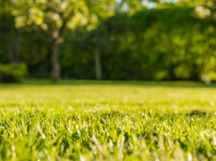 Best for Weed Control Service Leander: Keep Weeds Away