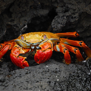 crab-63084.jpg