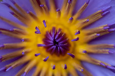 Digital-Open-Merit---Yvonne-Marston---Water-Lily-2.jpg