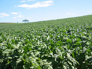 Produtores de tabaco investem no plantio de milho, feijão e pastagem em SC
