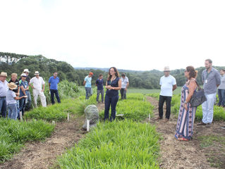 Estação Experimental da Epagri Canoinhas lança novo cultivar de pastagem perene