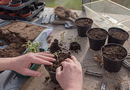 young-plants-gea428034a_1920.jpg