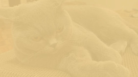 S__10944518_edited_edited.jpg