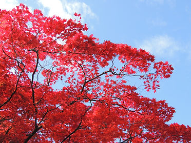 天上寺の四季紅葉