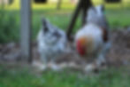 Thumbnail: Splash Copper Marans