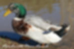 Thumbnail: Silver Appleyard Duck Hatching Eggs