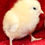Thumbnail: Blue Wheaten/Wheaten Ameraucana Hatching Eggs