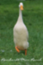 Thumbnail: White Indian Runner Duck