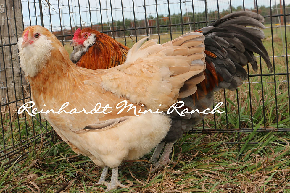 Thumbnail: Blue Wheaten/Wheaten Ameraucana Hatching Eggs
