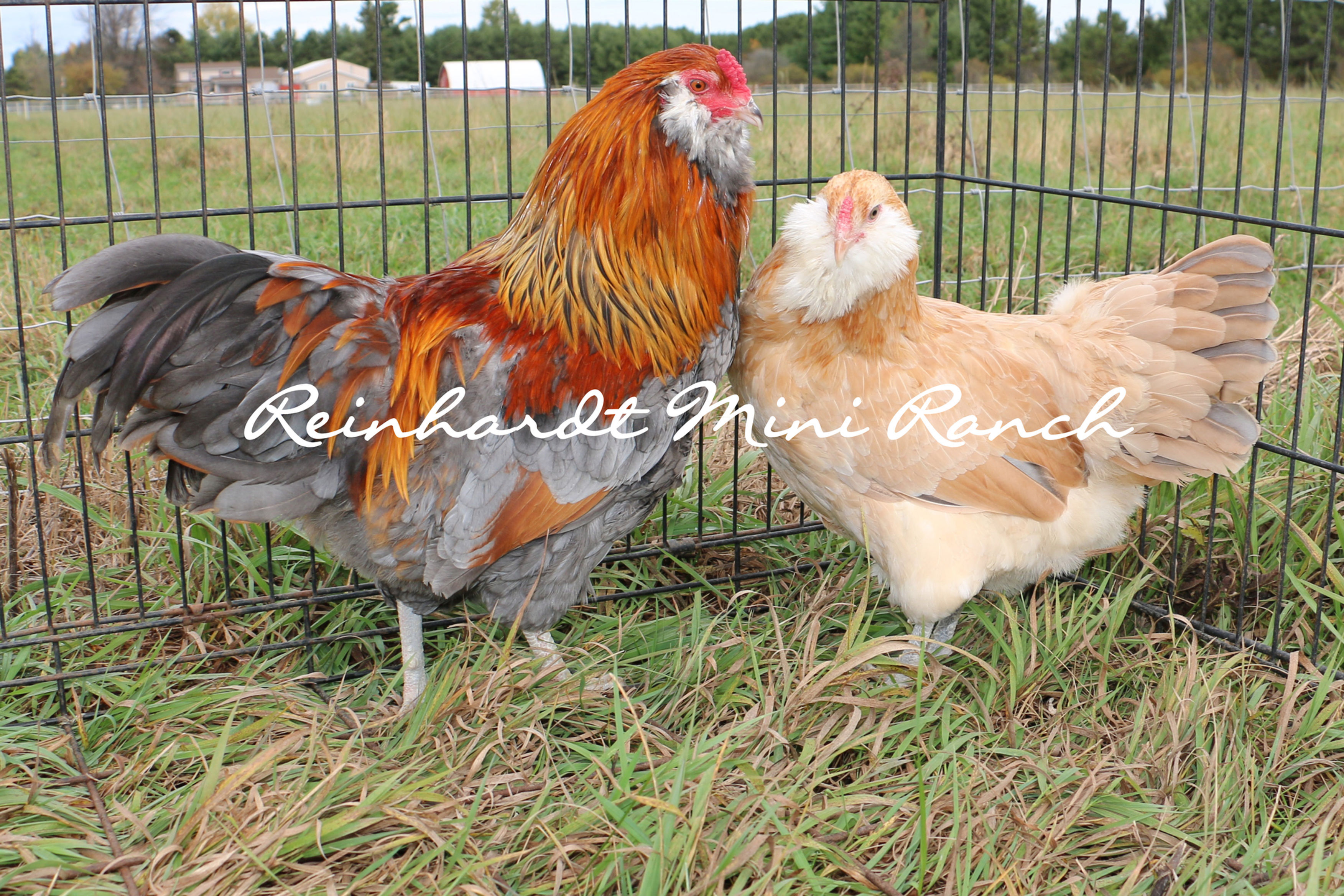 Blue Wheaten/Wheaten Ameraucana