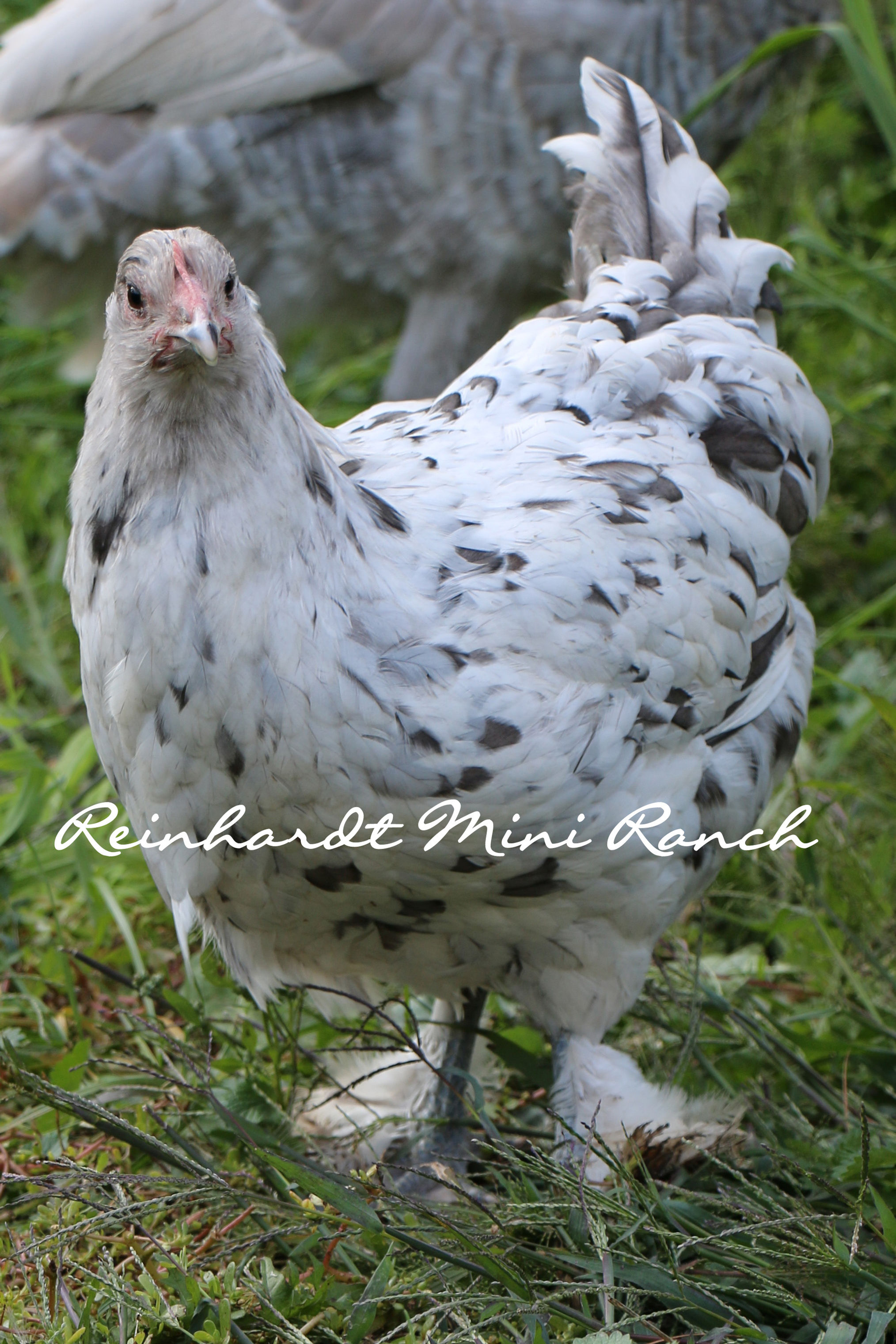 Splash Copper Marans
