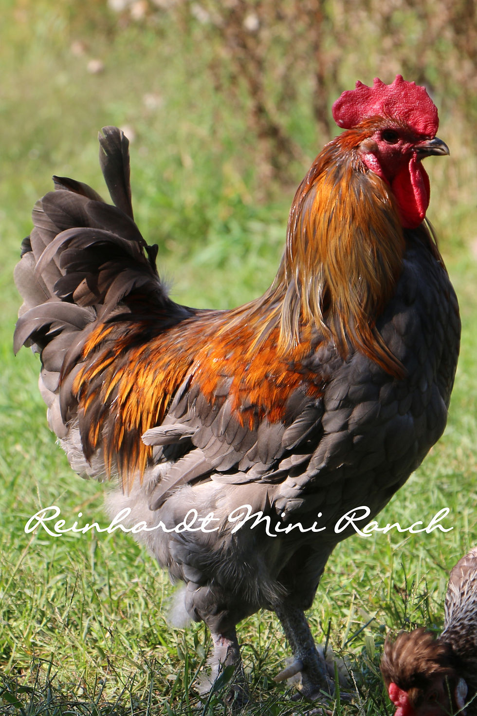 Thumbnail: Blue Copper, Black Copper & Splash Copper Marans Hatching Eggs