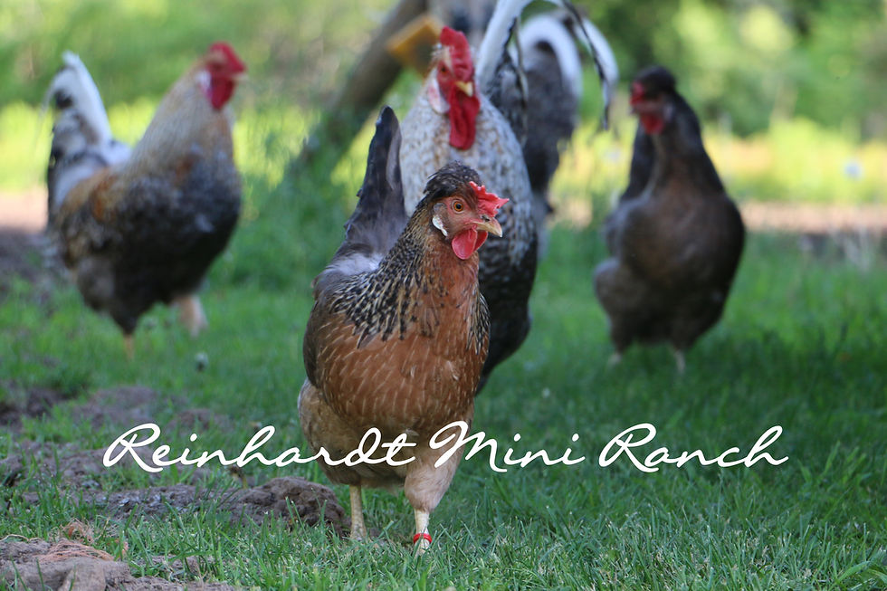 Thumbnail: Crested Cream, Golden Crele & Opal Legbar Hatching Eggs