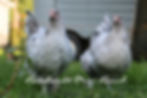 Thumbnail: Splash Copper Marans
