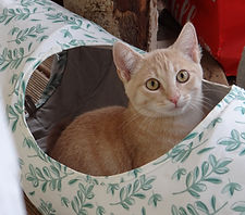 IkeIvo (1).JPG