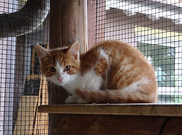 kitties (20).JPG
