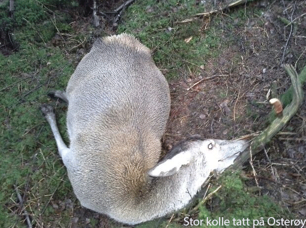 Kolle-tatt-på-Osterøy