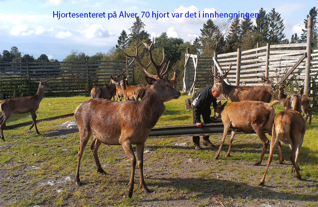 Hjortesenteret-alver-justert