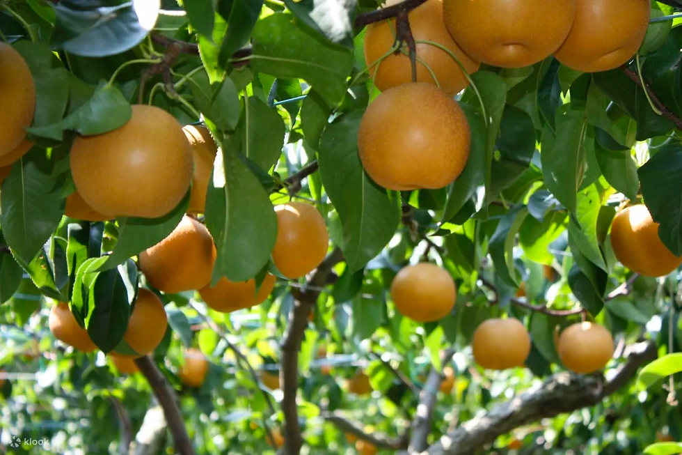Pear Farm
