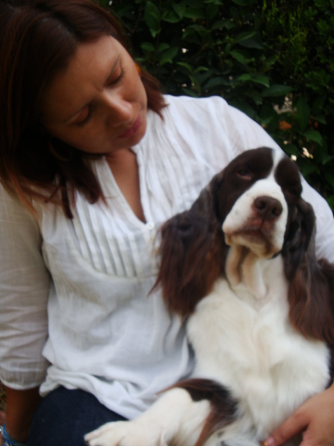 Springer Spaniel