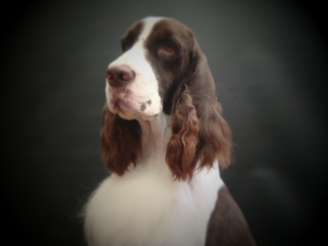 Springer spaniel