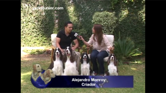 Springer Spaniel entrevista Alex