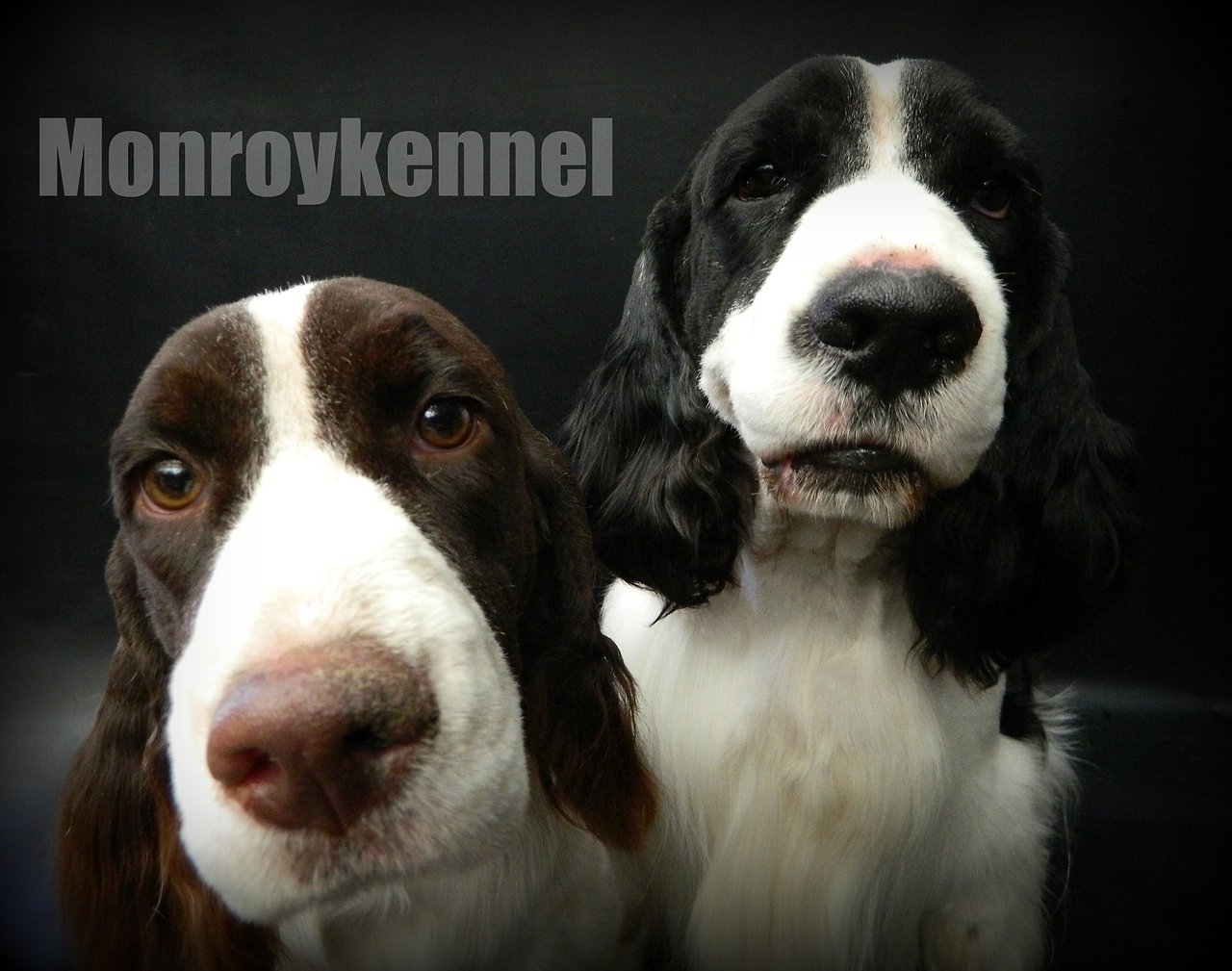 Springer Spaniel Monroykennel