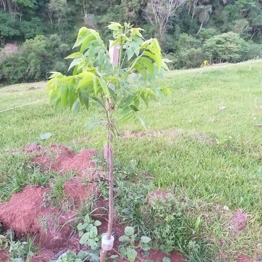 planta.jpg