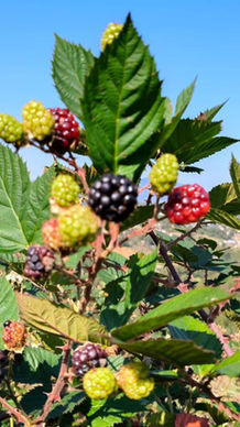 Asesoría técnica busca mejorar la productividad del campo huauchinanguense