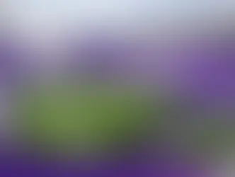 A New Era in Evanston: Inside Northwestern’s Visionary Ryan Field