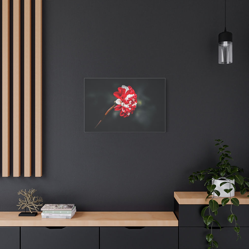 Thumbnail: Canvas Print - Scarlet and Snow Dahlia Fine Art Print