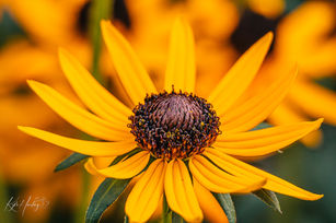 Close-up of a yellow Rudbeckia flower with a dark brown centre, petals radiating outward in bright sunlight.