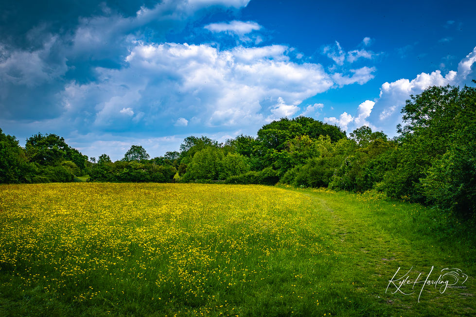 a field of yellow flowers with trees in the background