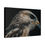 Thumbnail: Buzzard Wildlife Photo Prints | Bird of Prey Wall Art