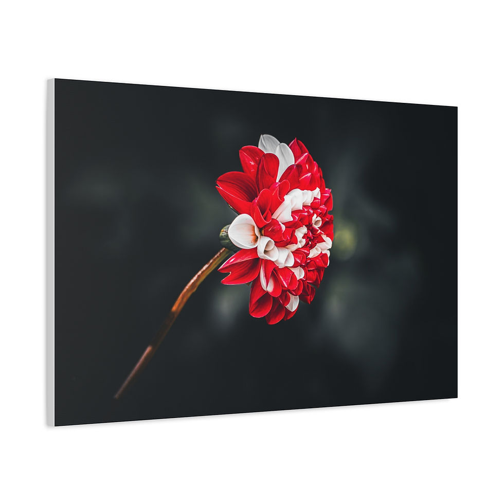 Thumbnail: Canvas Print - Scarlet and Snow Dahlia Fine Art Print