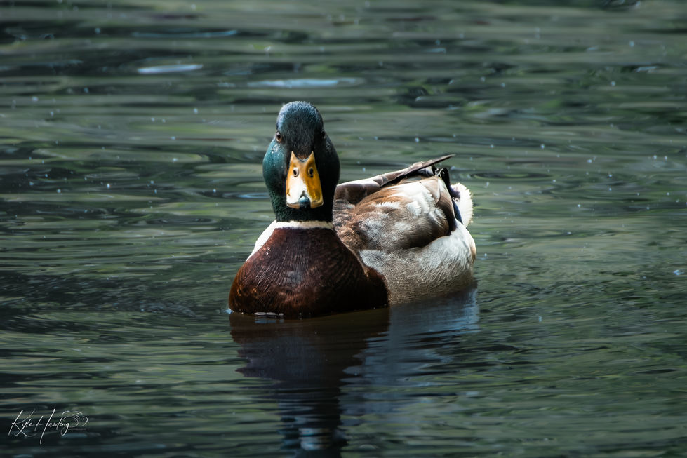 Duck swimming toward the camera in the water