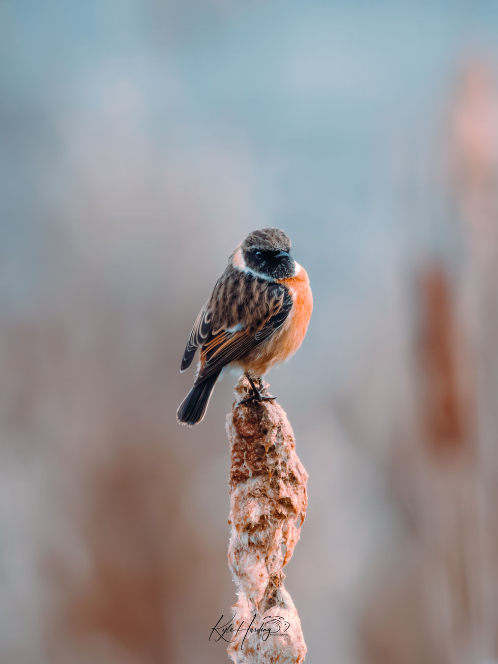 Stone chat close up