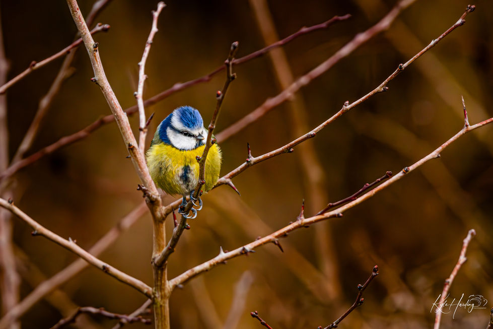 Blue tit