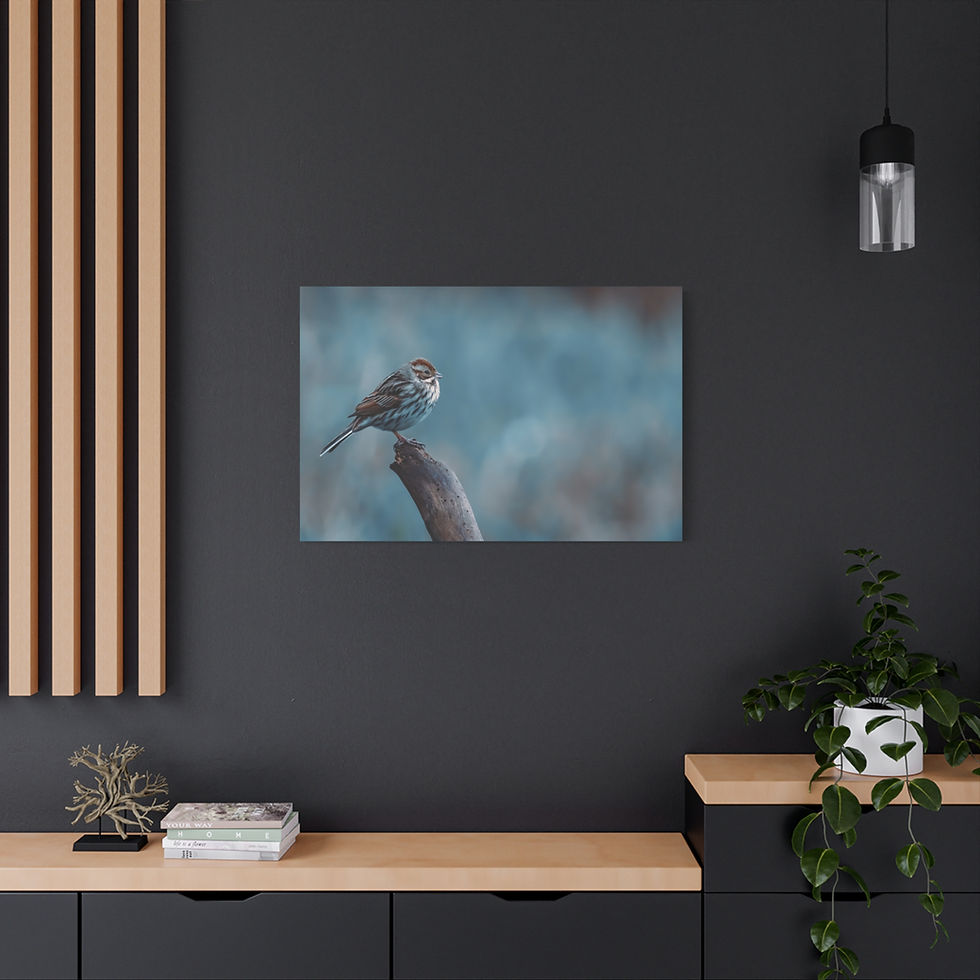Thumbnail: Stillness on Driftwood – Fine Art Wildlife Canvas Print