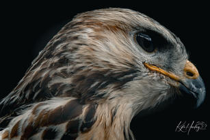 a close up of a bird 's face with a black background