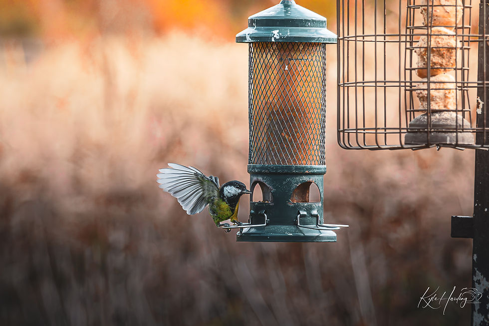 Wide angle view of a misty forest with a lone deer standing quietly