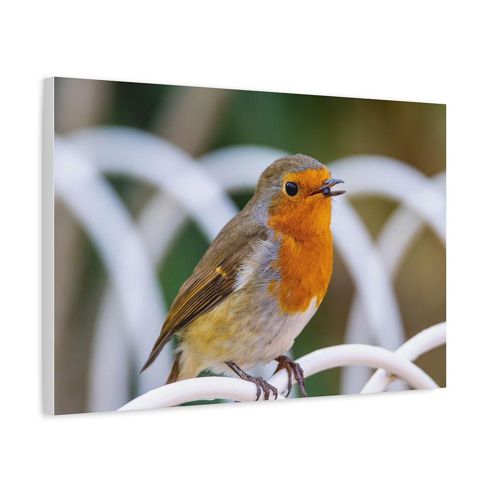 Thumbnail: Robin with Berry | Fine Art Robin Wall Art Print