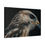 Thumbnail: Buzzard Wildlife Photo Prints | Bird of Prey Wall Art