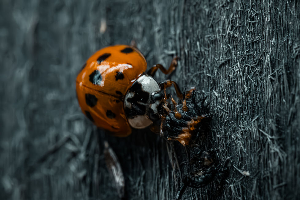 lady bird eating