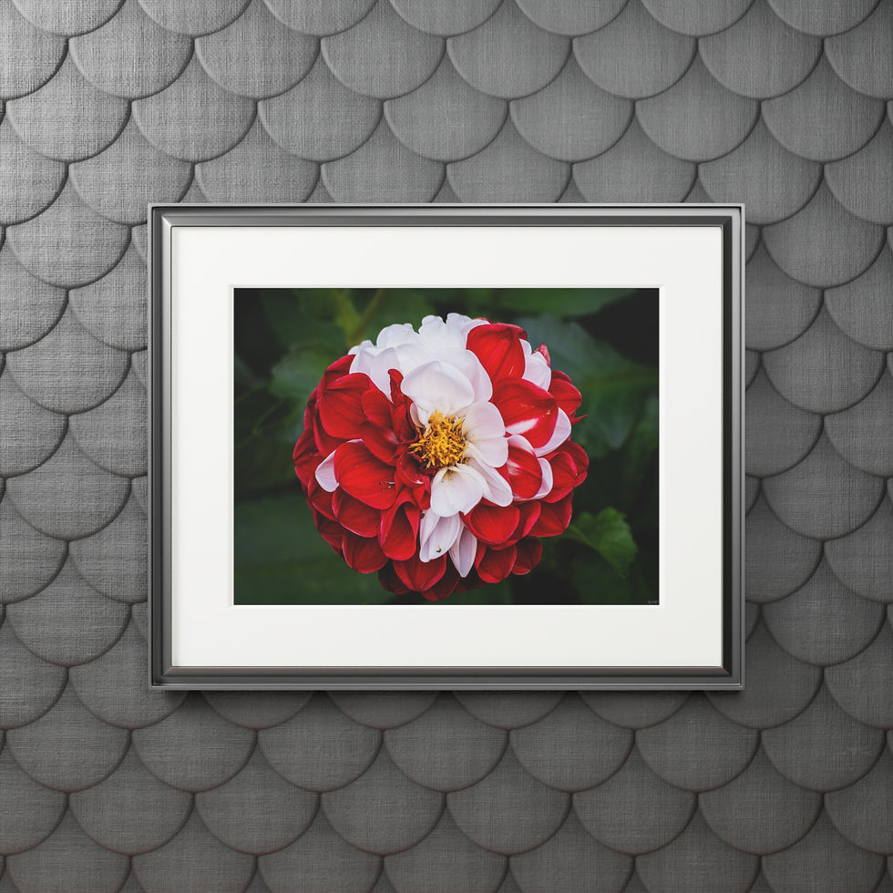 Thumbnail: Red & White Dahlia Fine Art Print | Matte Passepartout Paper Print UK