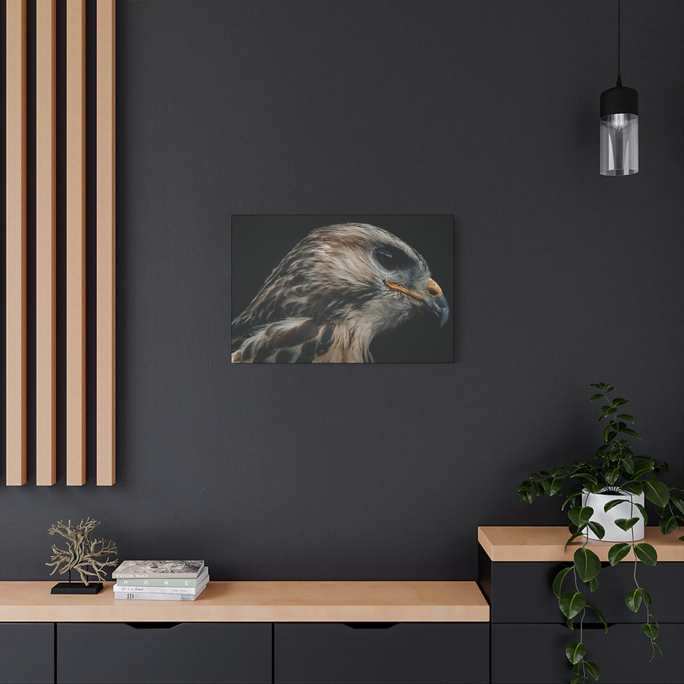 Thumbnail: Buzzard Hawk Wall Art Print – Bird of Prey Wildlife Photography