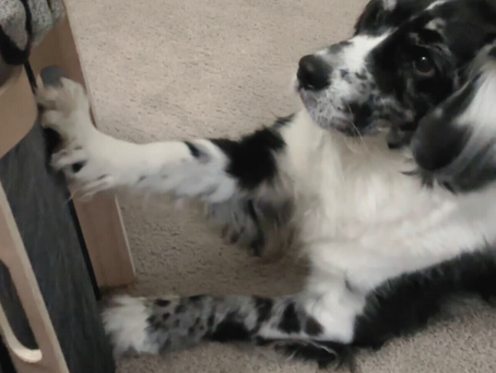 Teach your dog to file their nails with a scratch board!