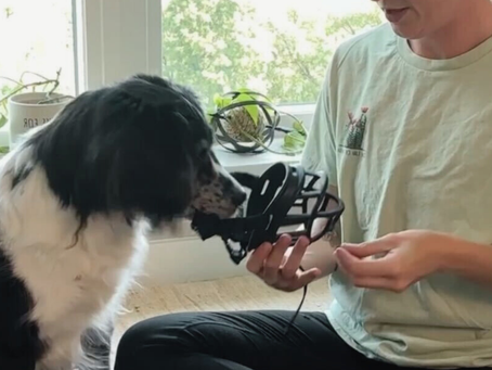 Lead Magnets 101: What They Are and Why Your Dog Business Needs One