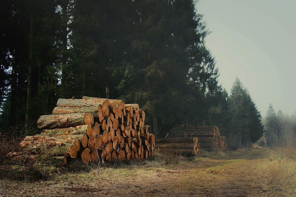 A tranquil forest scene with neatly stacked logs along a woodland path.