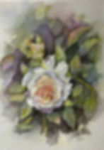 Rose 35x25.jpeg